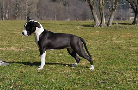 Bone Celje