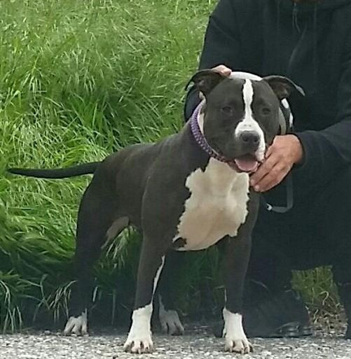 chicca3